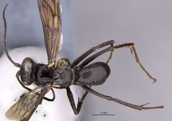 Media type: image;   Entomology 17039 Aspect: habitus dorsal view